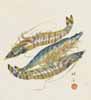 Hironobu Kaneko